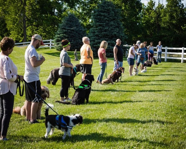 Group dog training sales classes near me