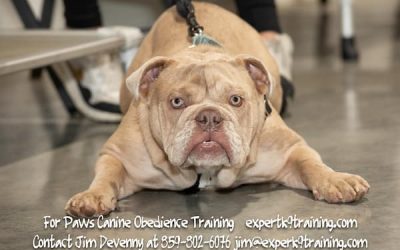 The Benefits of Group Dog Training: Strengthening Bonds and Building Skills