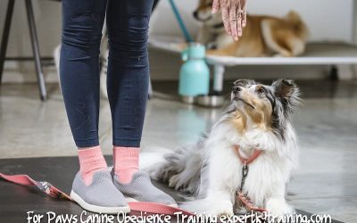 12 Common Dog Behaviors and What They Mean