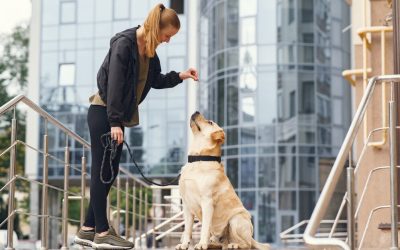 For Canine Training: Where Your Dog Becomes the Best Version of Themselves