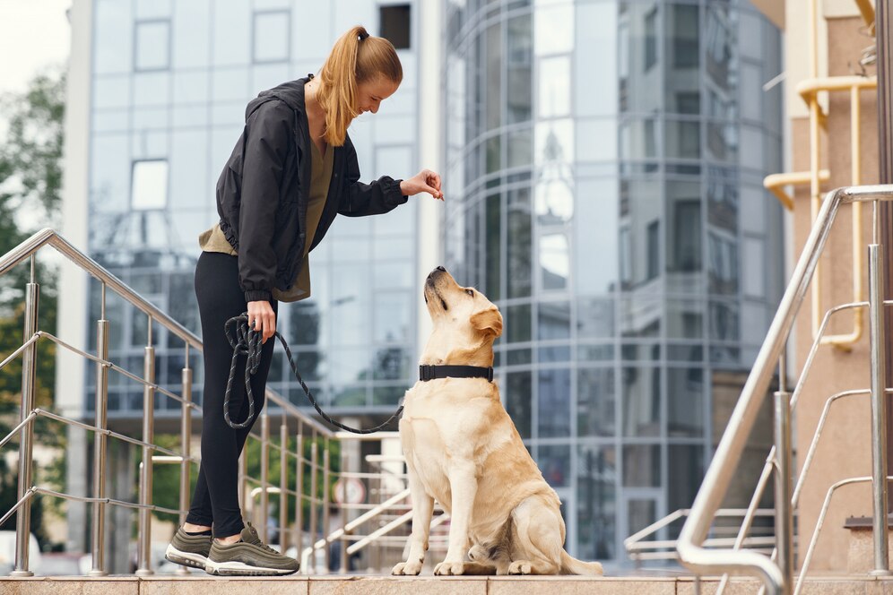 For Canine Training: Where Your Dog Becomes the Best Version of Themselves