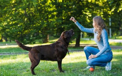 How to Choose the Right Dog Training Northern Kentucky School for Your Pet