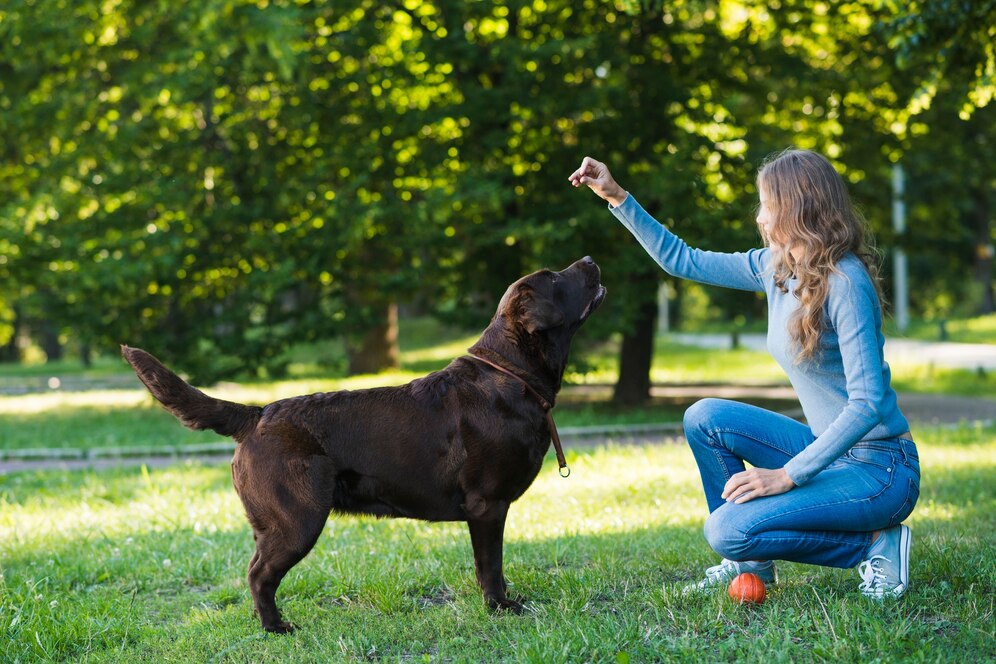 How to Choose the Right Dog Training Northern Kentucky School for Your Pet