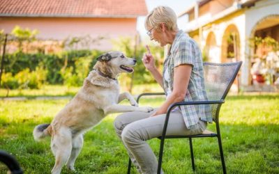 Raise a Canine Citizen: The AKC Good Citizen Program & Responsible Dog Ownership