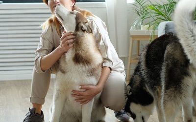 How Positive Reinforcement Training Can Transform Your Dog