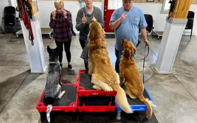 The Ultimate Guide to Dog Training in Northern Kentucky: Elevate Your Canine Companion with For Paws