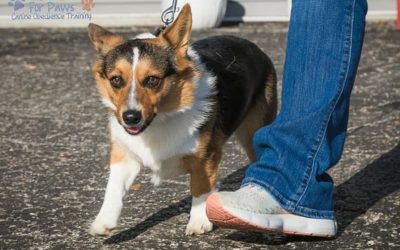 Understanding the Importance of Canine Obedience Training