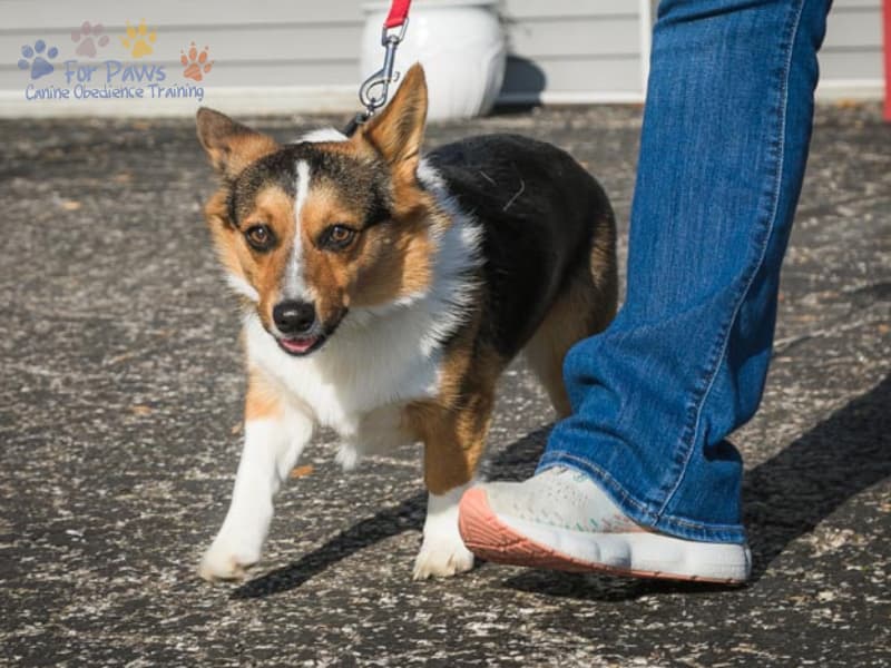 Understanding the Importance of Canine Obedience Training