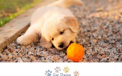 Can You Train a Puppy?