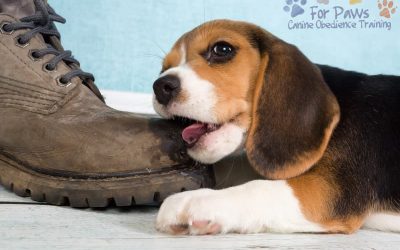 Dealing with a Teething Puppy
