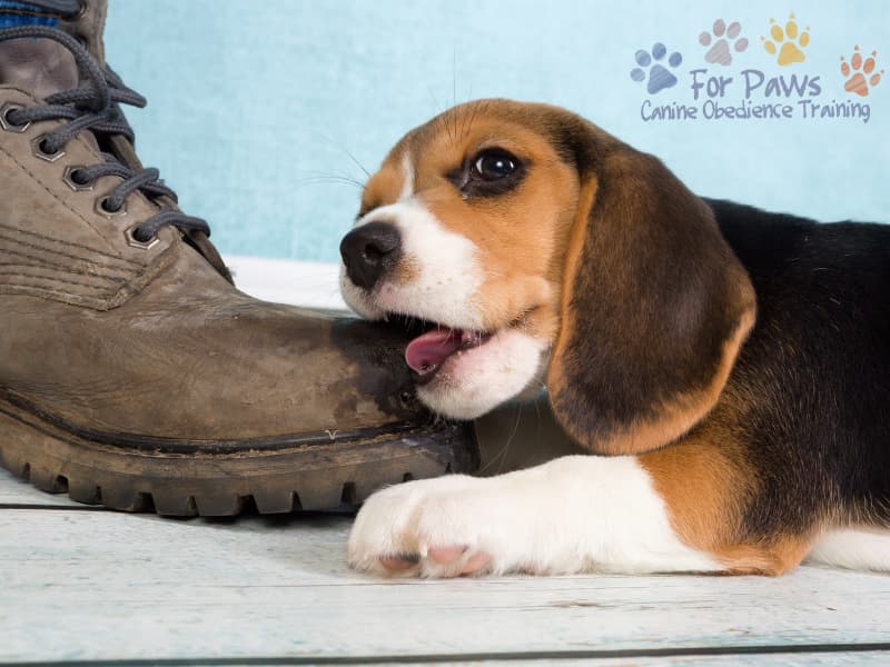 Dealing with a Teething Puppy