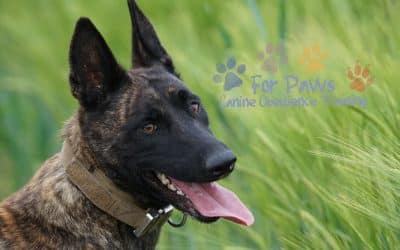 Choosing the Right Training Program for Dogs